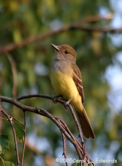 Great Crested Flycatcher