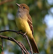 Great Crested Flycatcher