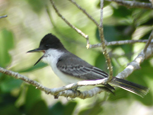 Loggerhead Kingbird