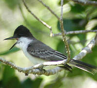 Loggerhead Kingbird