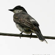 Eastern Kingbird