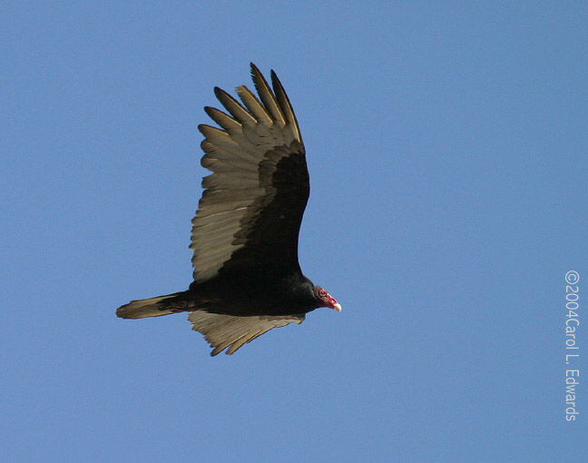 Urubu à tête rouge