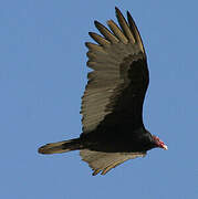 Turkey Vulture