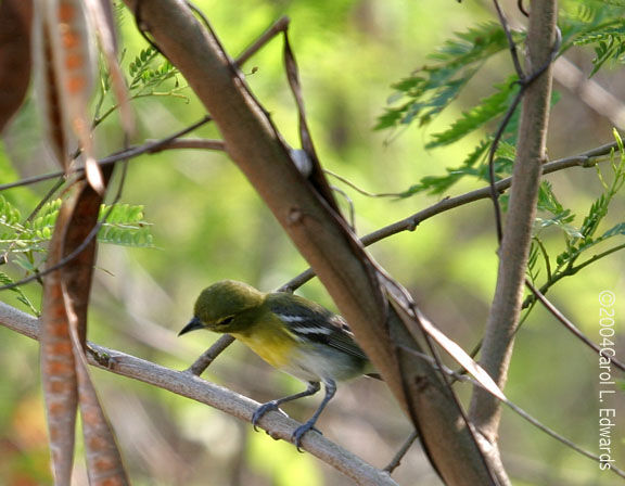 Yellow-throated Vireo