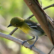 Yellow-throated Vireo