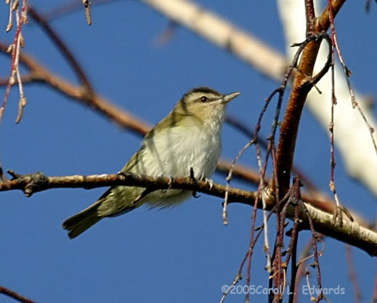 Red-eyed Vireo