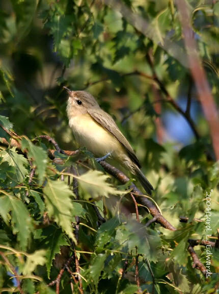 Warbling Vireo