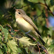 Warbling Vireo