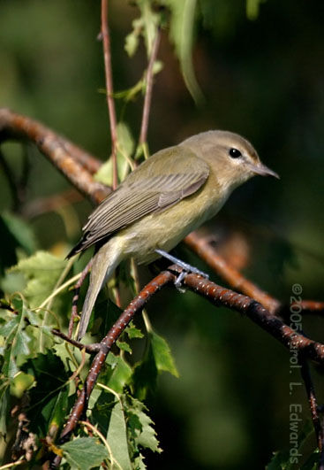 Warbling Vireo