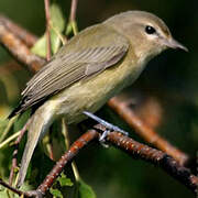 Warbling Vireo