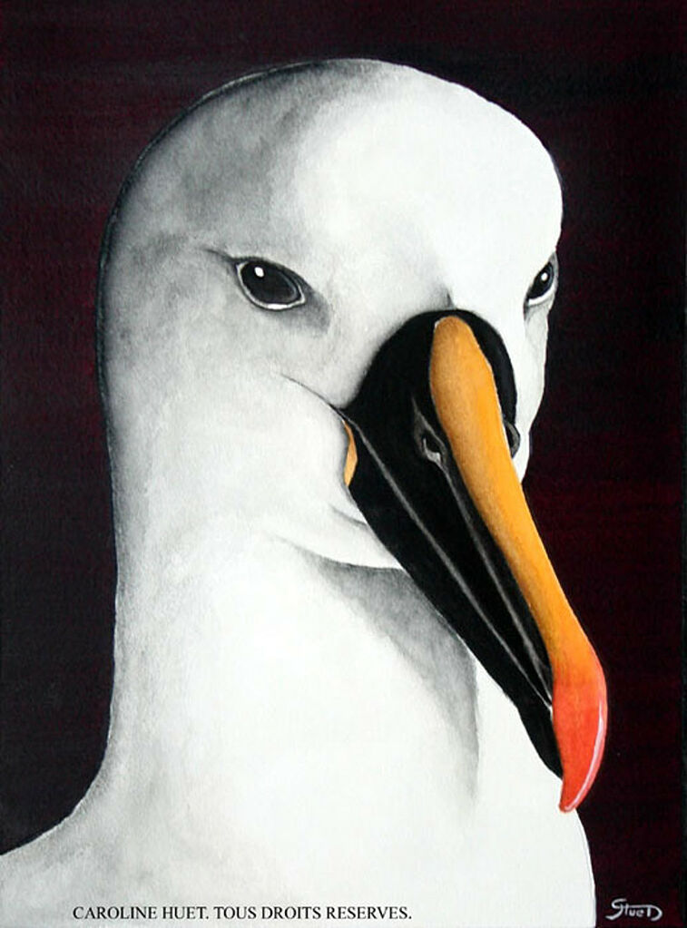 Atlantic Yellow-nosed Albatross