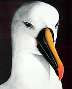 Atlantic Yellow-nosed Albatross