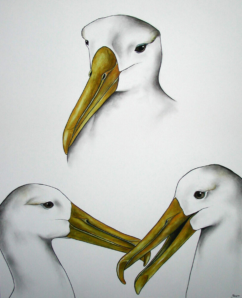 Waved Albatross