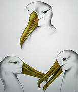 Waved Albatross