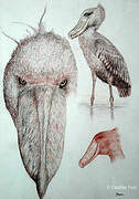 Shoebill