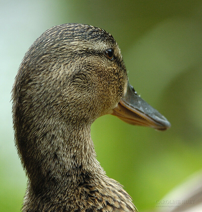 Canard colvert femelle adulte