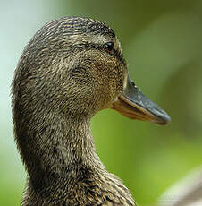 Canard colvert