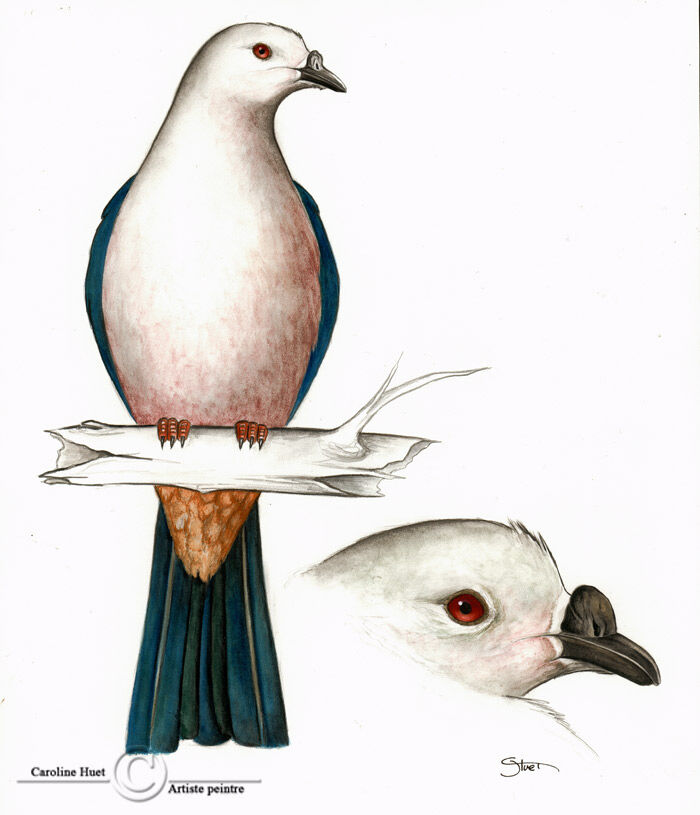 Pacific Imperial Pigeon