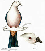 Pacific Imperial Pigeon