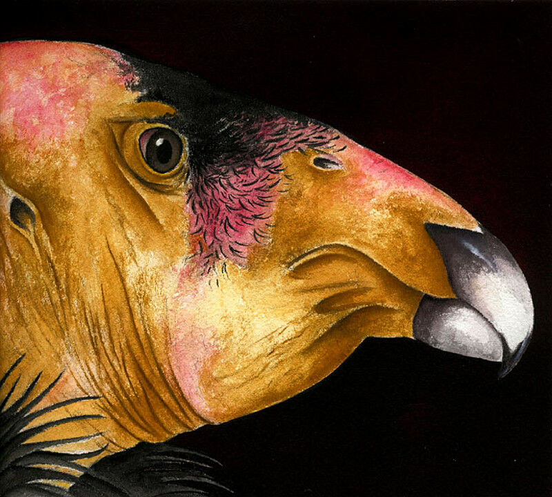 California Condor