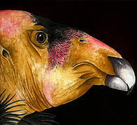 California Condor