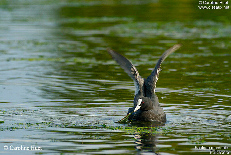 Eurasian Cootadult, Behaviour