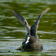 Eurasian Coot