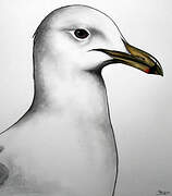 California Gull