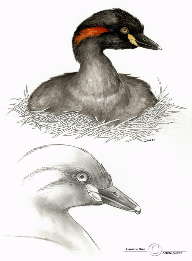 Australasian Grebe