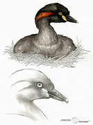 Australasian Grebe