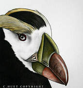 Tufted Puffin