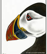 Atlantic Puffin