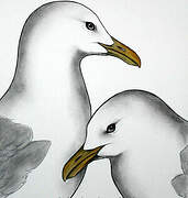 Black-legged Kittiwake