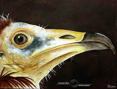 Egyptian Vulture