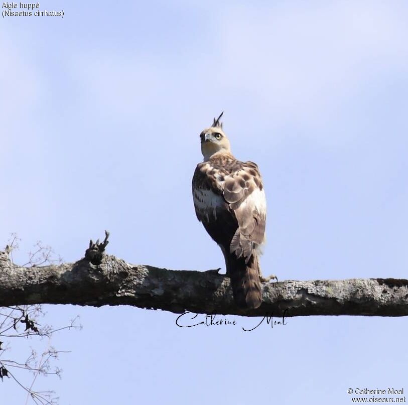 Aigle huppé