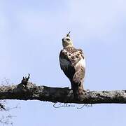 Changeable Hawk-Eagle