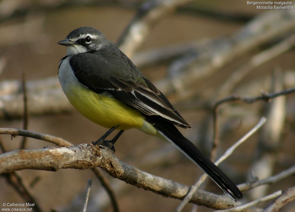 Madagascar Wagtail, identification