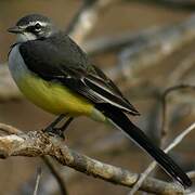 Madagascar Wagtail