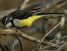 Madagascan Wagtail