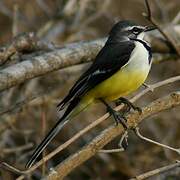 Madagascan Wagtail