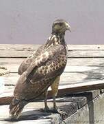 Rufous Crab Hawk