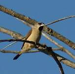 Capucin de Madagascar