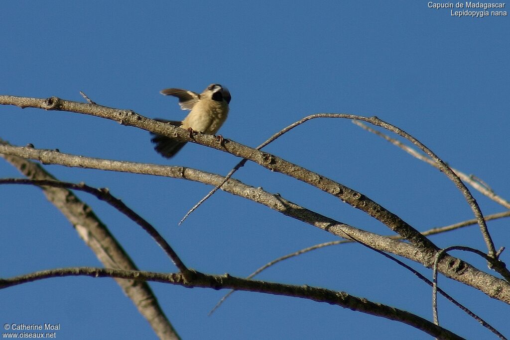 Capucin de Madagascar