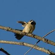 Madagascar Mannikin