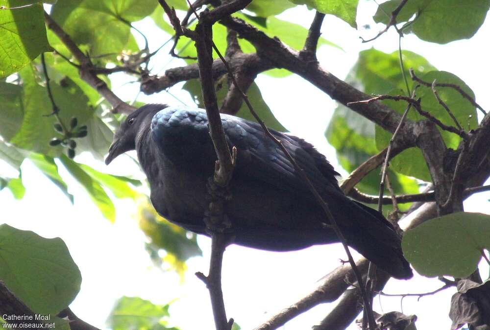 Marquesan Imperial Pigeon