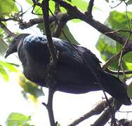 Marquesan Imperial Pigeon