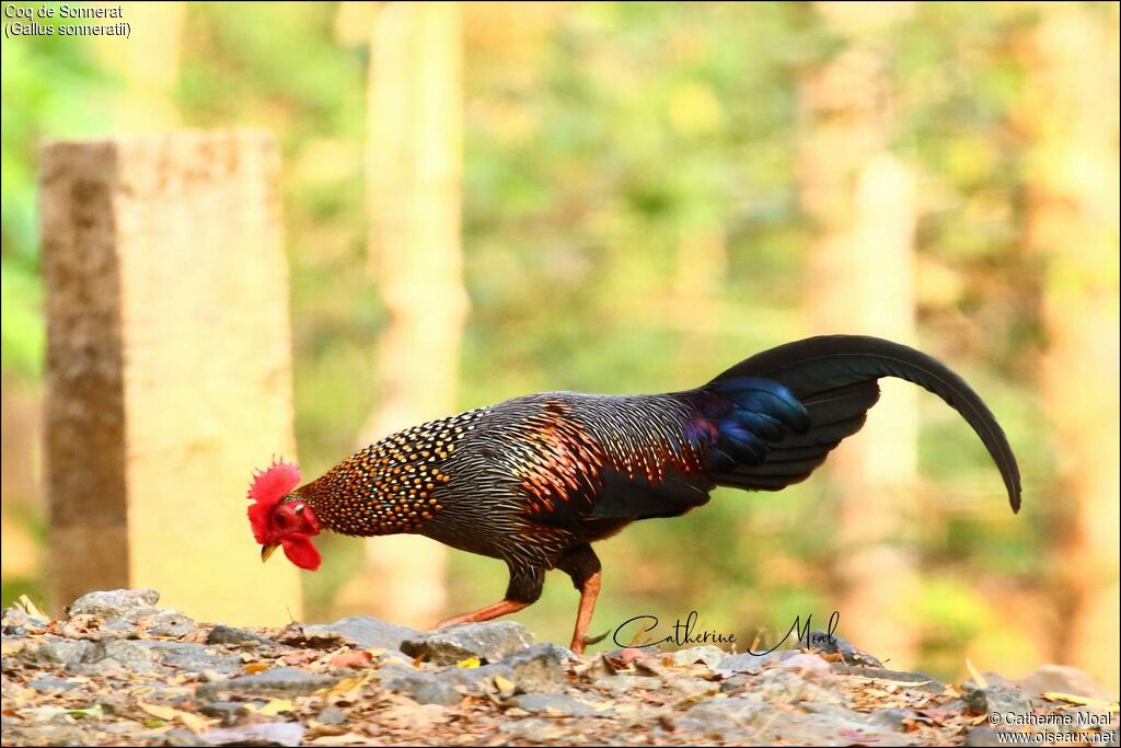 Grey Junglefowl