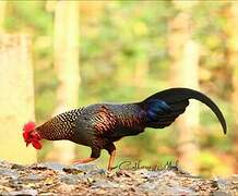 Grey Junglefowl