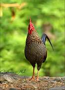 Grey Junglefowl