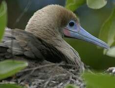 Red-footed Booby